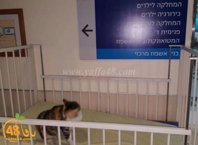 cats in folfsotn3 (2).jpg